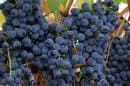 Bochara Wines