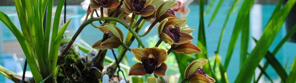 Horsham Spring Orchid Show