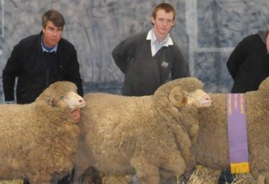 Sheepvention