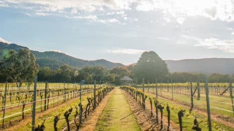 Fallen Giants Vineyard