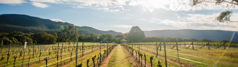 Fallen Giants Vineyard