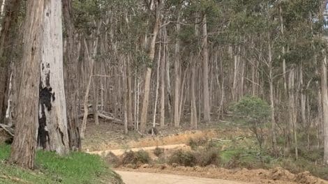 Pyrenees State Forest