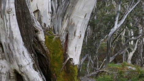 Mount Buangor State Park