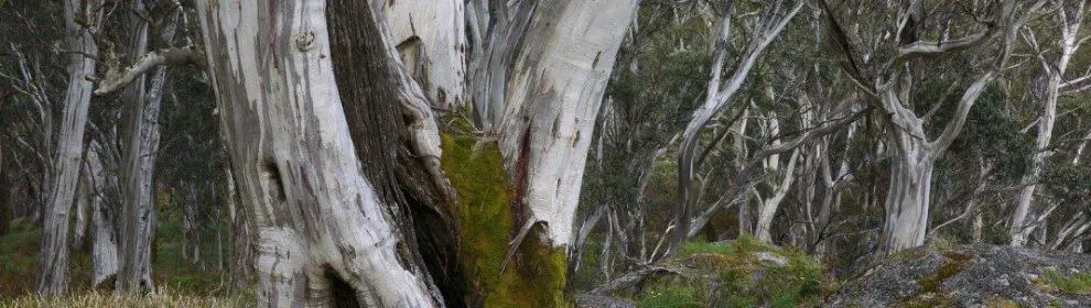 Mount Buangor State Park