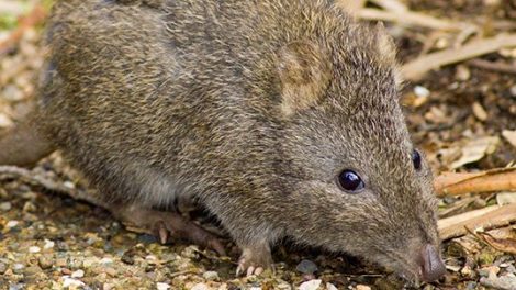 Hirl Parklands & Bandicoot Enclosure