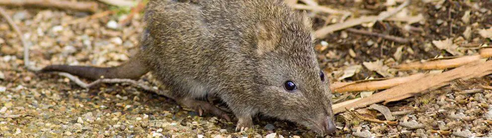 Hirl Parklands & Bandicoot Enclosure