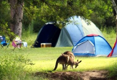 Halls Gap Camping