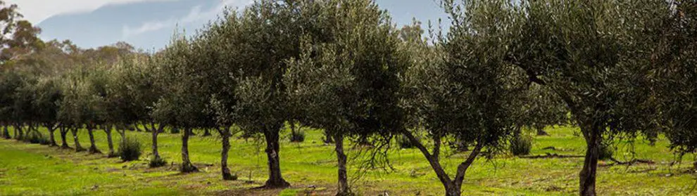 Red Rock Olives