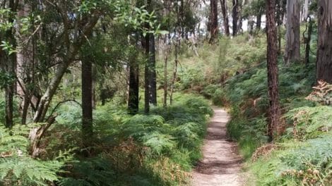 Ferntree Falls