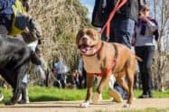 Rspca Million Paws Walk