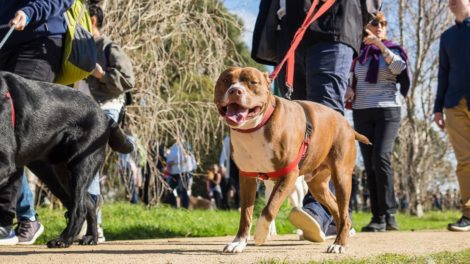 Rspca Million Paws Walk