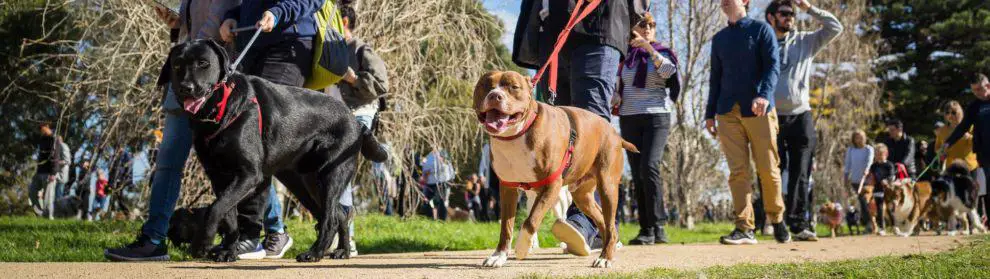 Rspca Million Paws Walk