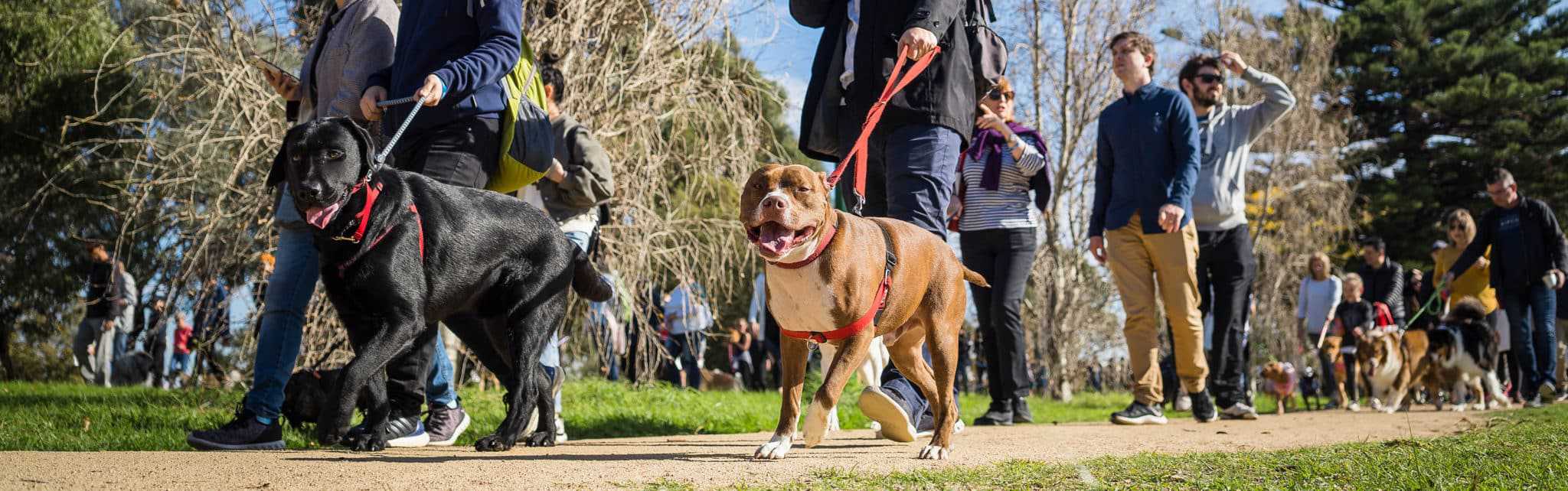 Walk shop a paws